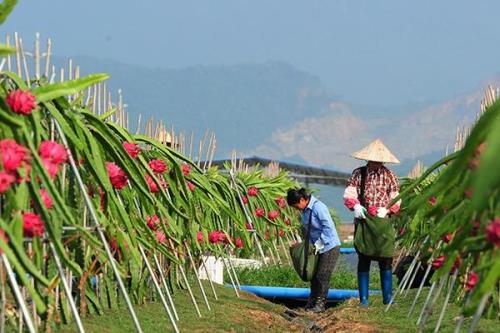 火龙果的施肥量，从树体本身的消耗、土壤的供给能力以及肥料的利用率来考虑