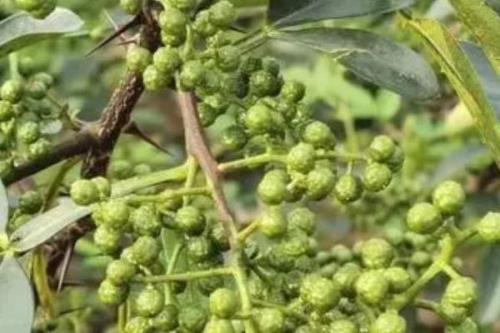 红花椒与青花椒的区别，红花椒辣味重、青花椒麻味重