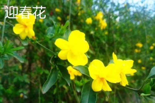 迎春花开放时间，一般在2-3月份开出