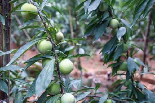 李子树苗种植技术，一般在秋季落叶后至春季发芽前定植