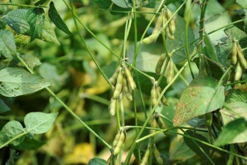 广民5号大豆种子特征特性，种植密度