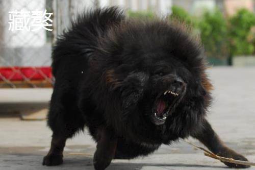 高加索犬和藏獒谁更厉害，高加索犬的体型更大但藏獒更凶猛