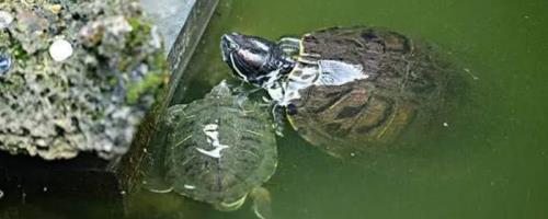 乌龟、王八、甲鱼、鳖的区别，王八是乌龟和甲鱼的统称而甲鱼是鳖的俗称