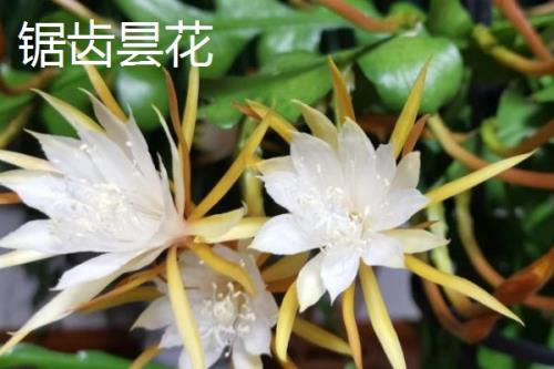 昙花有哪些品种，包括细叶昙花、孔雀昙花、锯齿昙花等种类